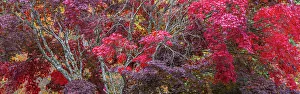 Crimson Prints: USA, Washington State, Seabeck. Japanese Maple trees, Washington State, Seabeck