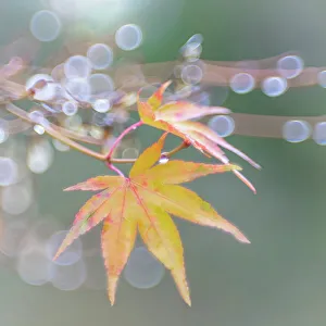 Images Dated 23rd November 2022: USA, Washington State, Seabeck. Japanese maple leaves after autumn rainstorm