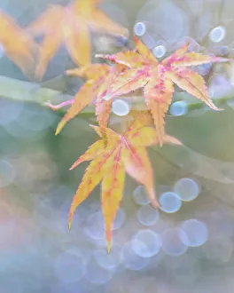 Images Dated 23rd November 2022: USA, Washington State, Seabeck. Japanese maple leaves after autumn rainstorm