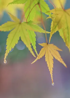 Images Dated 19th December 2022: USA, Washington State, Seabeck. Japanese maple leaves after autumn rainstorm