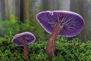 Images Dated 19th December 2022: USA, Washington State, Seabeck. Western amethyst laccaria mushroom close-up