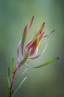 Burgundy Prints: USA, Washington State, Seabeck. Common sunshine conebush plant close-up