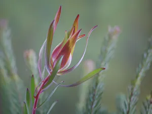 Images Dated 19th December 2022: USA, Washington State, Seabeck. Common sunshine conebush plant close-up