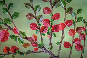 Images Dated 19th December 2022: USA, Washington State, Seabeck. Rock cotoneaster plant close-up