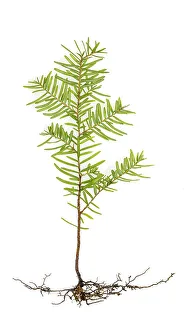 Seedling Prints: USA, Washington State, Seabeck. Western hemlock seedling close-up