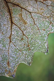 Drop Prints: USA, Washington State, Seabeck. Skeletonized vanilla leaf close-up