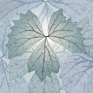 Backlit Prints: USA, Washington State, Seabeck. Composite of skeletonized vanilla leaves