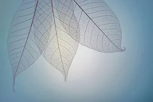 Images Dated 19th December 2022: USA, Washington State, Seabeck. Pattern of skeletonized leaves