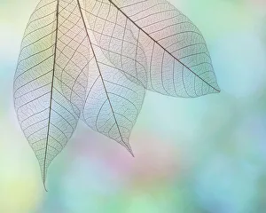 Images Dated 23rd November 2022: USA, Washington State, Seabeck. Pattern of skeletonized leaves