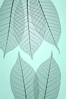 Images Dated 19th December 2022: USA, Washington State, Seabeck. Pattern of skeletonized leaves