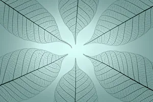 Images Dated 19th December 2022: USA, Washington State, Seabeck. Pattern of skeletonized leaves