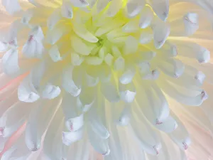 Pastel Prints: USA, Washington State, Seabeck. Chrysanthemum blossom close-up