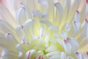 Images Dated 19th December 2022: USA, Washington State, Seabeck. Chrysanthemum blossom close-up