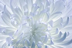 Images Dated 19th December 2022: USA, Washington State, Seabeck. Chrysanthemum blossom close-up