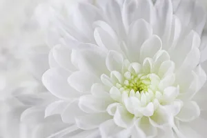 Images Dated 19th December 2022: USA, Washington State, Seabeck. Chrysanthemum blossom close-up