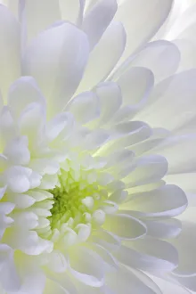 Images Dated 19th December 2022: USA, Washington State, Seabeck. Chrysanthemum blossom close-up
