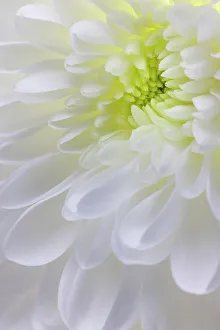 Images Dated 19th December 2022: USA, Washington State, Seabeck. Chrysanthemum blossom close-up