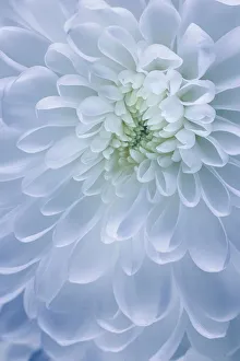 Images Dated 19th December 2022: USA, Washington State, Seabeck. Chrysanthemum blossom close-up