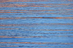 Images Dated 19th December 2022: USA, Washington State, Seabeck. Sunrise reflected on Hood Canal