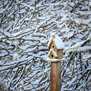 Images Dated 20th October 2022: USA, Washington State, Seabeck. Snow-covered bird house and tree limbs