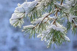 Needle Prints: USA, Washington State, Seabeck. Snowy shore pine tree branches