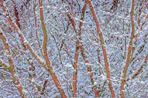 USA, Washington State, Seabeck. Snow-covered coral bark Japanese maple tree