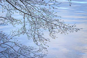 Images Dated 19th December 2022: USA, Washington State, Seabeck. Snow-covered alder tree branches on shore of Hood Canal