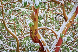 Images Dated 19th December 2022: USA, Washington State, Seabeck. Detail of snow-covered madrona tree branches