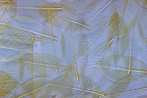 Images Dated 19th December 2022: USA, Washington State, Seabeck. Pattern of skeletonized leaves