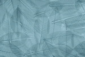 Images Dated 19th December 2022: USA, Washington State, Seabeck. Pattern of skeletonized leaves