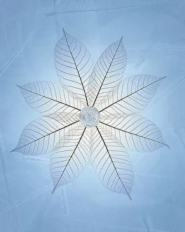 Images Dated 20th October 2022: USA, Washington State, Seabeck. Skeletonized leaf pattern