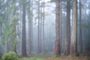 Douglas Fir Prints: USA, Washington State. Seabeck, Scenic Beach State Park. Morning fog in forest