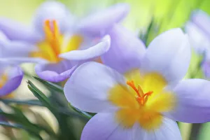 Images Dated 19th December 2022: USA, Washington State, Seabeck. Crocus blossoms in spring