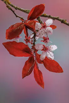 Crimson Prints: USA, Washington State, Seabeck. Flowering plum tree in spring