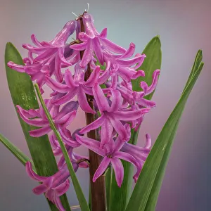 Images Dated 2023 April: USA, Washington State, Seabeck. Pink hyacinth flowers
