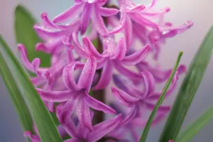 Images Dated 2023 April: USA, Washington State, Seabeck. Pink hyacinth flowers