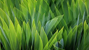 Composite Prints: USA, Washington State, Seabeck. Composite of iris leaves