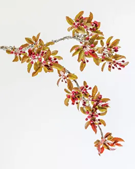 Images Dated 2023 April: USA, Washington State, Seabeck. Crabapple branches in spring