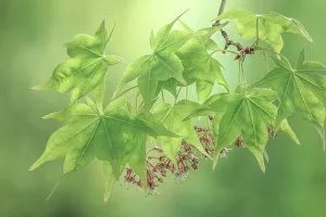 Images Dated 2023 April: USA, Washington State, Seabeck. Japanese maple foliage in spring