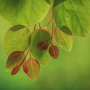 Images Dated 2023 April: USA, Washington State, Seabeck. Close-up of katsura tree leaves in spring