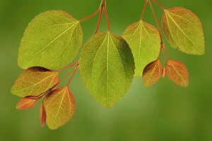 USA, Washington State, Seabeck. Close-up of katsura tree leaves in spring