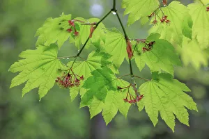 Backlit Prints: USA, Washington State, Seabeck. Vine maple branch and foliage in rain