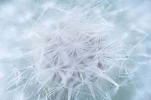 Dandelion Prints: USA, Washington State, Seabeck. Dandelion seedhead close-up