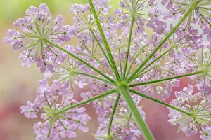 Images Dated 2023 April: USA, Washington State, Seabeck. Rear view of broadleaf sermountain blossoms
