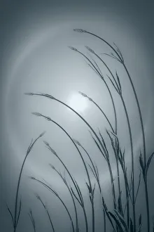 Lavender Prints: USA, Washington State, Seabeck. Solar halo and lavender plant