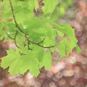 Images Dated 2023 April: USA, Washington State, Seabeck. Maple branch and spring leaves close-up