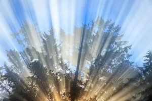 God Ray Prints: USA, Washington State, Seabeck. Morning sun filtering through tree and fog