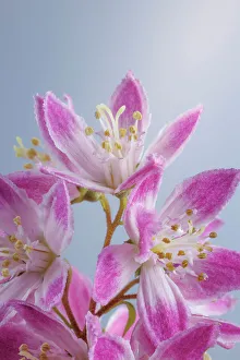 Images Dated 2023 April: USA, Washington State, Seabeck. Close-up of deutzia blossoms