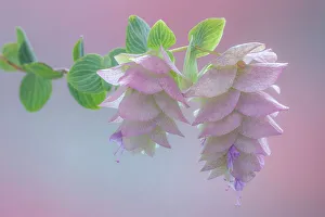 Images Dated 2023 April: USA, Washington State, Seabeck. Ornamental oregano blossoms close-up