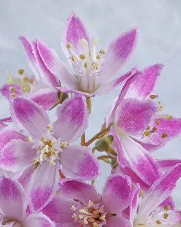 Images Dated 2023 April: USA, Washington State, Seabeck. Close-up of deutzia blossoms
